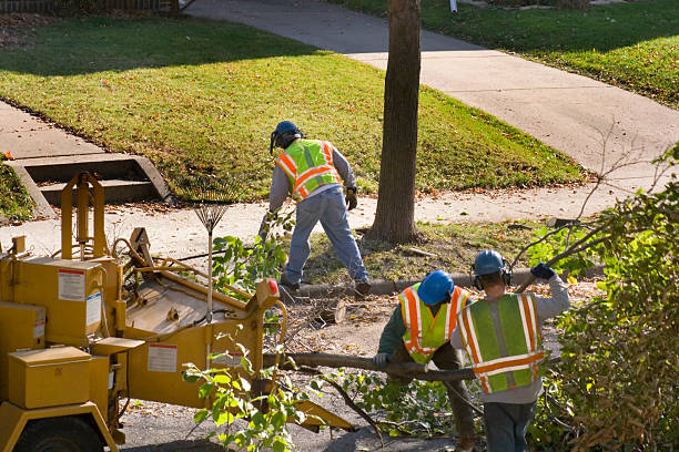 The Steps Involved in Our Tree Care Process in Wenatchee, WA